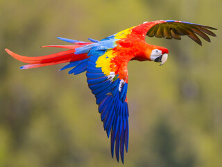 Sticker - Closeup of a colorful Scarlet macaw parrot flying around with blurred background