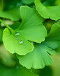 Raindrops on ginkgo biloba leaf