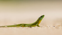 Closeup Of A European Green Lizard Walking On Dry Light Brown Surface