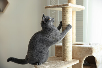 Cute pet sharpening claws on cat tree at home