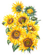 Watercolor sunflowers flowers summer vintage bouquet. Natural yellow floral greeting card