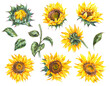 Watercolor set of  sunflowers flowers summer vintage elements. Natural yellow floral collection