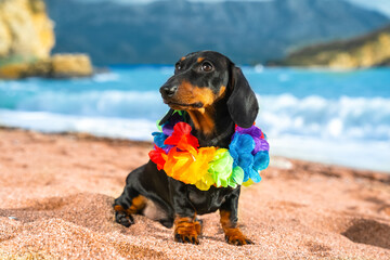 Wall Mural - Funny dog dachshund, black and tan, sit sand at the beach sea on summer vacation holidays, wearing flower hawaiian chain. Holiday in warm exotic country.