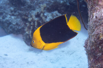 Wall Mural - Rock Beauty Angelfish on Caribbean Coral Reef