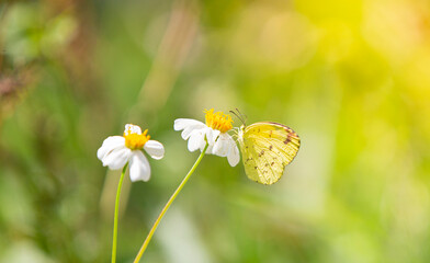 butterfly on yellow flower blooming in the garden