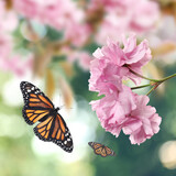 Fototapeta Motyle - Beautiful pink sakura flowers and flying butterflies outdoors