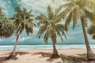 Beautiful sea on a sunny day, there is an arch of a coconut tree, frame covered and shaded on the sandy beach, Travel vacation background concept, Summer beach with sunny sky Phuket, Thailand.