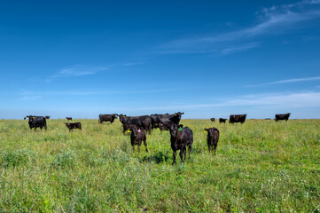 Wall Mural - A black angus cow and calf graze on a green meadow.