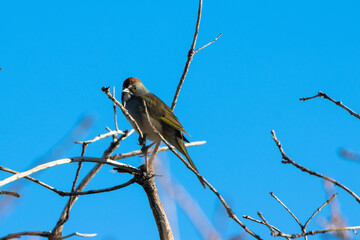 Sticker - Green-tailed Towhee at dawn in Mesa Verde National Park in Colorado