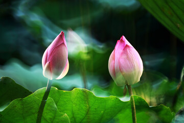 A pair of pink lotus flowers standing out in front of a green background