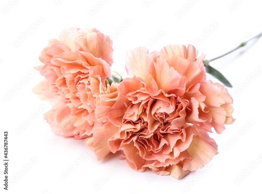 Beautiful carnation flowers on white background