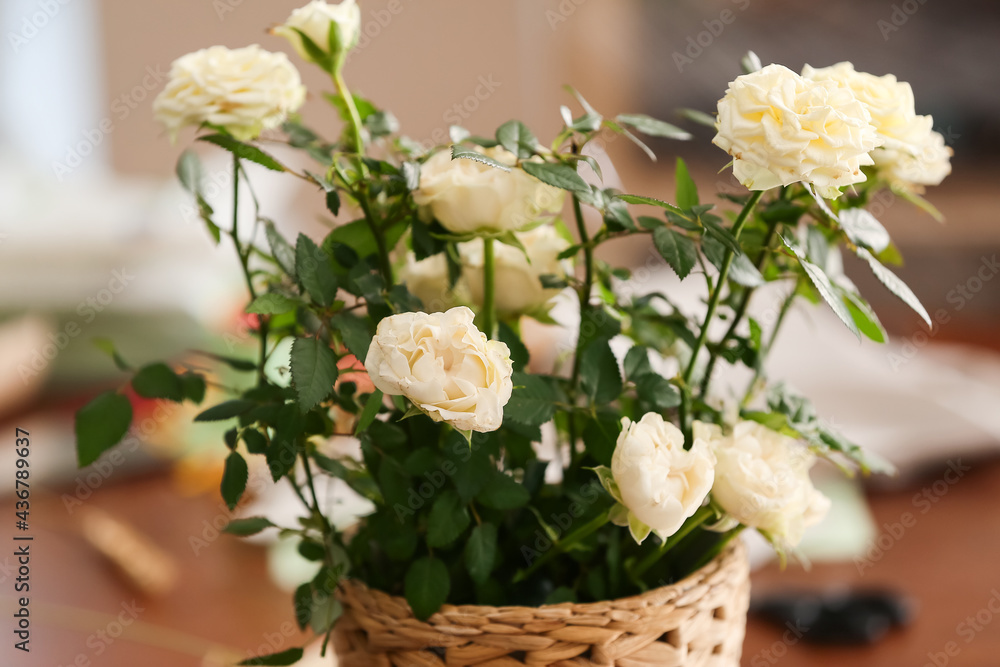 Beautiful white roses in pot, closeup