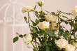 Beautiful roses on light background, closeup
