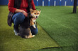 © Svitlana - Cute puppy and a handler seated on the artificial grass