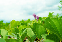 Morning Glory Field Near The Sea