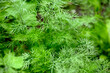 Green organic dill growing outdoors.
