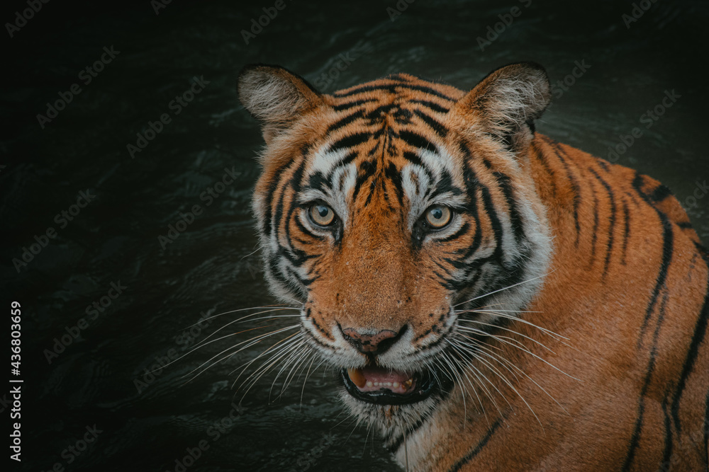 Closeup shot of a Bengal tiger with an open mouth against a dark background - obrazy, fototapety, plakaty 