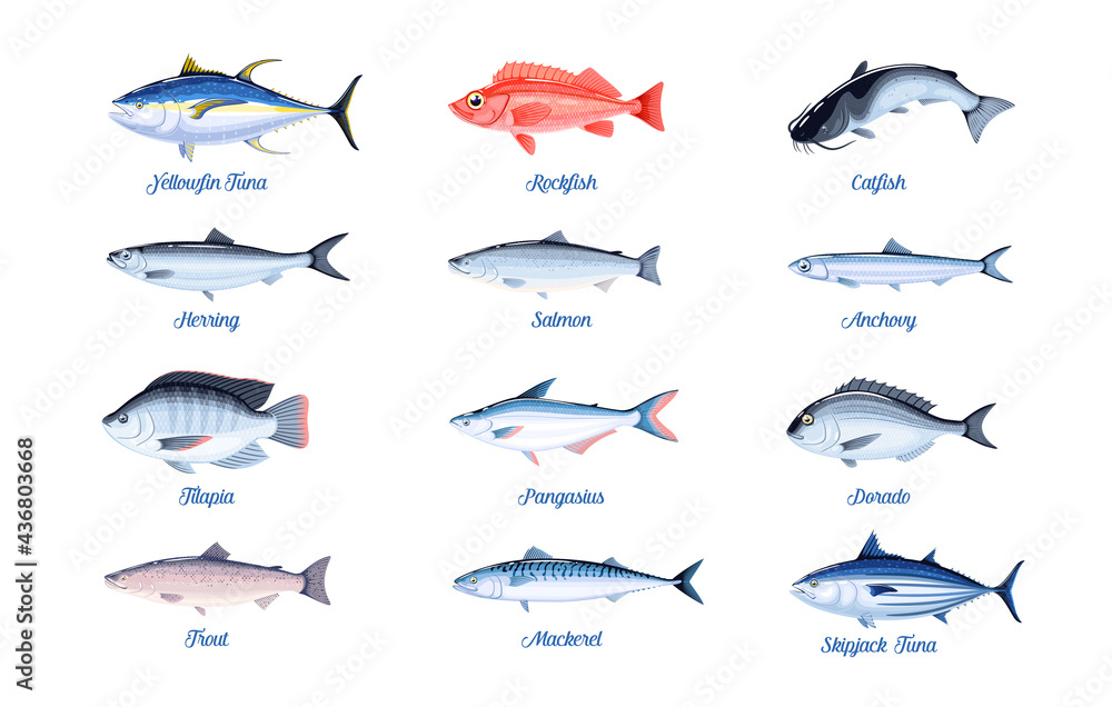 Commercial fish species set. Vector illustration cartoon flat icon collection isolated on white background. - obrazy, fototapety, plakaty 