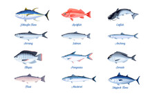 Commercial Fish Species Set. Vector Illustration Cartoon Flat Icon Collection Isolated On White Background.