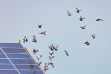 A Flock Of Flying Pigeons In Front Of A Roof With Solar Panels On Which A Hawk Is Sitting