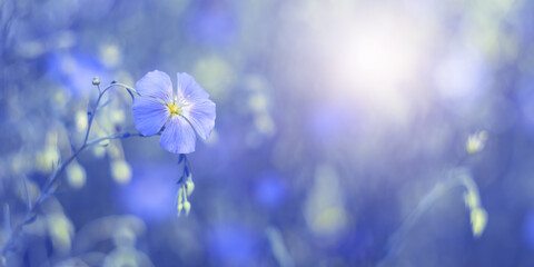 Wall Mural - blue flax flowers on a blue toned background in sunlight. beautiful dreamy floral art banner. select