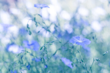 Wall Mural - delicate blue flax flowers on a beautiful green background. romantic art image of nature pastel colo