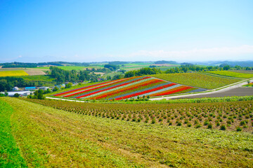  色彩の丘の花畑