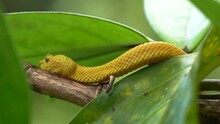 A Yellow Snake (Bothriechis Schlegelii Or Eyelash Viper), Exploring The Surroundings By Flicking Its Forked Tongue (sampling The Air). Closeup Shot Of Its Head.
