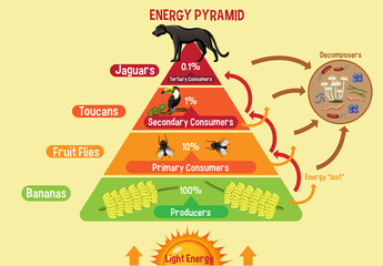 Wall Mural - Diagram showing energy pyramid for education