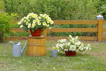 Pots Of Petunia Flowers In The Garden By The Yellow Wooden Hedge Before Watering.  
