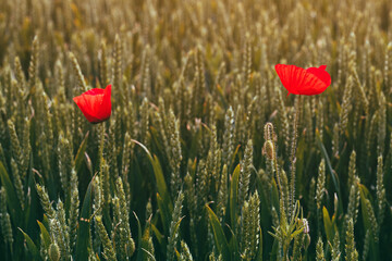 Fotomurales - Common poppy wild flower in wheat field