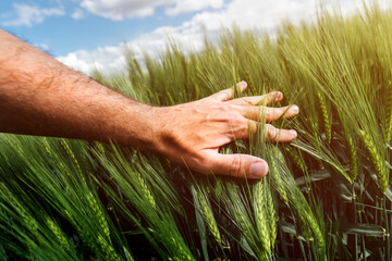 Wheat crop management, care and responsibility for cultivated crops, farmer touching cereal plant