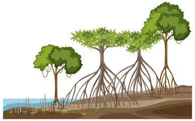 Sticker - Structure of mangrove forest on white background