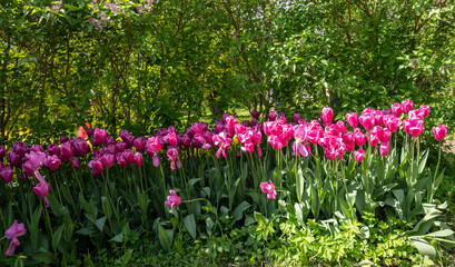 Wall Mural - tulip power