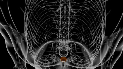 Human Skeleton Xiphoid process Anatomy 3D