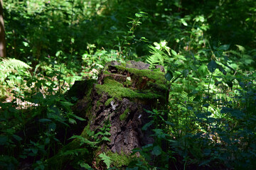 Closeup shot of a tree stump surrounded by vegetation