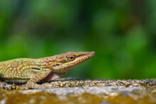 Closeup Shot Of A Brown Anole Lizard