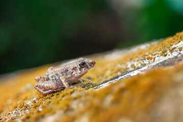 Canvas Print - Closeup shot of a Greenhouse frog