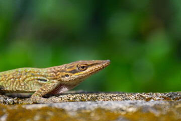 Sticker - Closeup shot of a Brown anole lizard