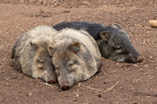Collared Peccary (Pecari Tajacu) Three Sleeping Collared Peccary Wild Pigs With Two White And One Black Snoozing In The Dirt