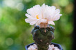 Blossom flower lophophora peyote cactus in black little pot blooming with sunlight over blur green natural bokeh background. Select focus