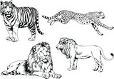 Fototapeta Konie - vector drawings sketches different predator , tigers lions cheetahs and leopards are drawn in ink by hand , objects with no background