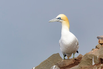 Wall Mural - Northern Gannet (Morus bassanus) standing on cliff at Cape St. Mary's Ecological Reserve, Cape St. Mary's, Avalon Peninsula, Newfoundland, Canada.