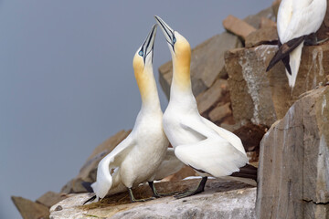 Wall Mural - Northern Gannet (Morus bassanus) pair displaying on nesting cliff at Cape St. Mary's Ecological Reserve, Cape St. Mary's, Avalon Peninsula, Newfoundland, Canada.