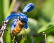 Biene beim Nektar sammeln auf einer Blüte Makro
