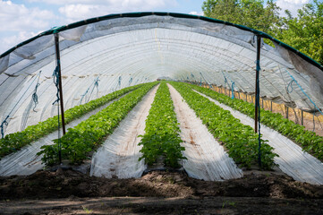 Wall Mural - Plantations of blossoming strawberry plants growing in open greenhouse constructions covered with plastic film