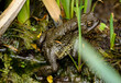 Eine Nahaufnahme einer am Teichrand sitzenden Erdkröte, Bufo Bufo.