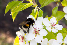 Bumblebee  On Blooming Apple Tree Close-up