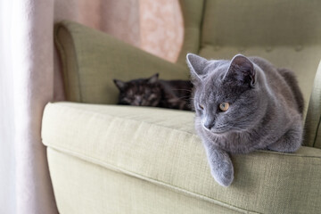 Wall Mural - Close-up portrait of a domestic gray shorthair cat sitting on a green armchair. two cats at home. Image for veterinary clinic, animal feed, cat blog.