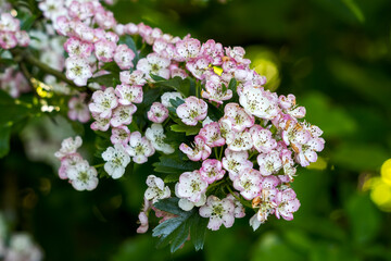 Wall Mural - Hawthorn  tree blossom bursting into life in the warm spring sunshine